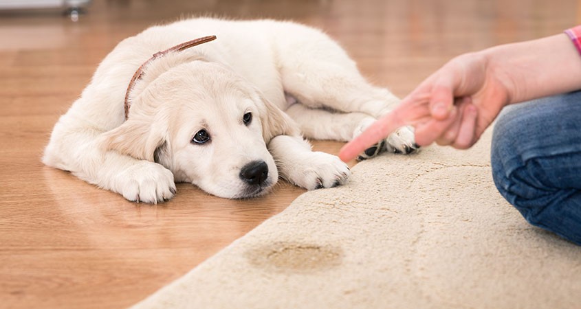 How To Remove Pet Urine Stains From Your Carpet